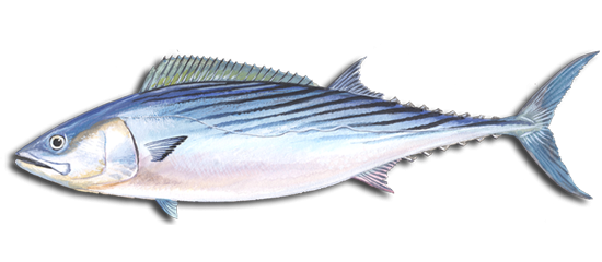 Fish of Murrells Inlet Atlantic Bonito