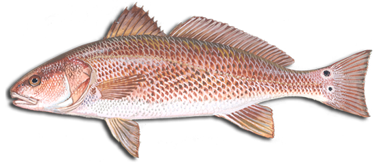 How to identify Red Drum
