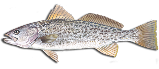 fish of murrells inlet wweakfish