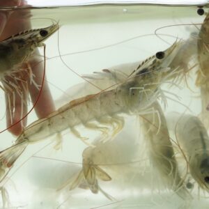 live bait shrimp