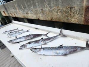 Table full of Kings and Spanish mackerel off the Fish Finder 1