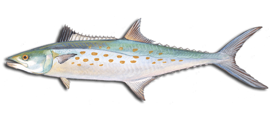 How to identify Spanish Mackerel in murrells inlet