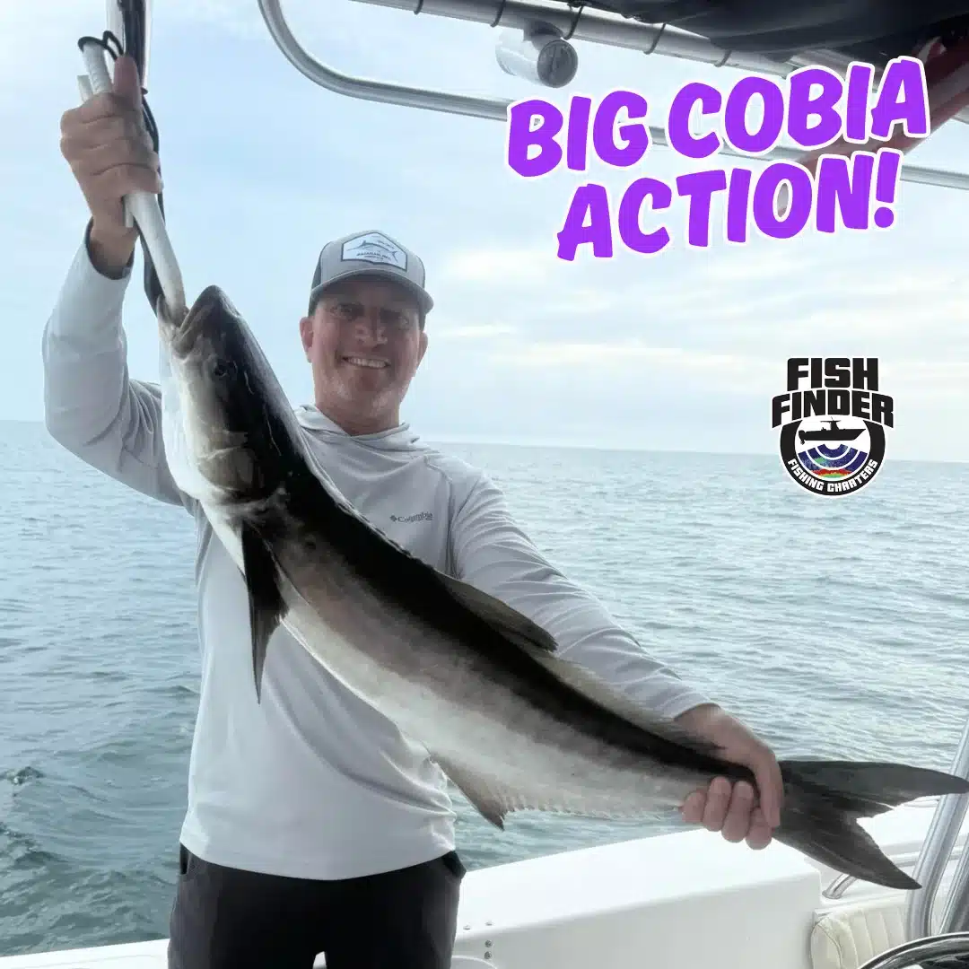 cobia-action