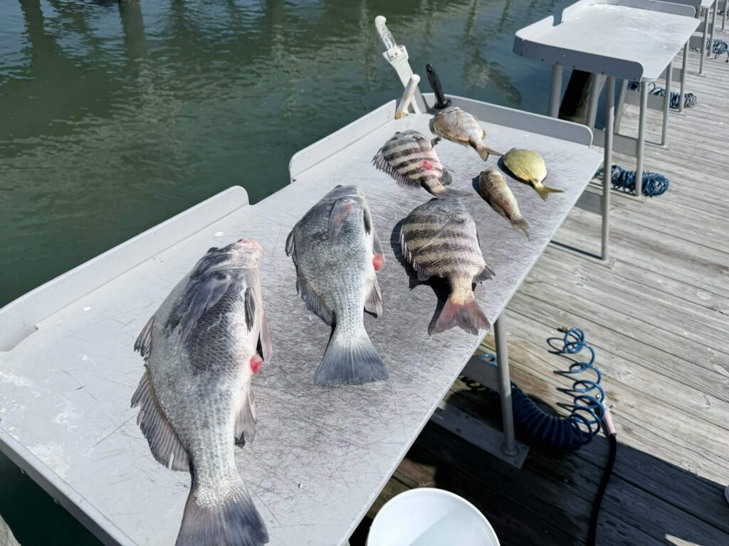 Fresh catch of sheepshead and black drum on cleaning table after inshore fishing trip in Florida