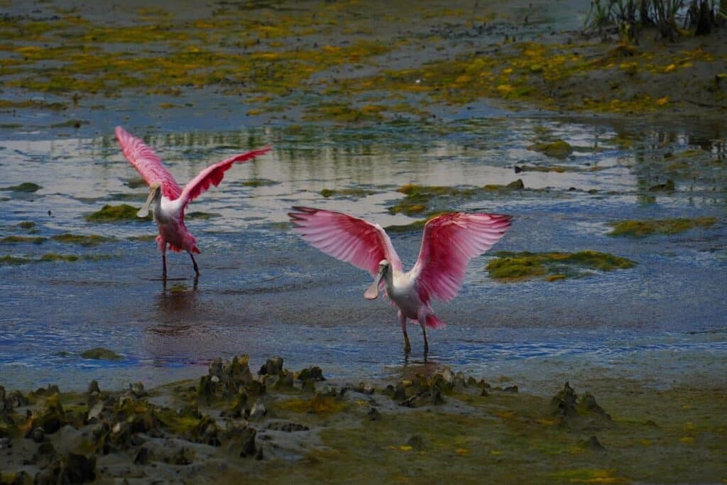 Rosiet Spoonbills