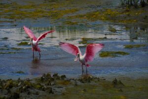 Rosiet Spoonbills